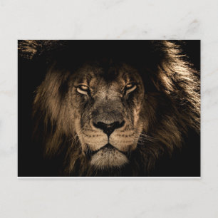 CARTES POSTALES AFRICAINES DE LION