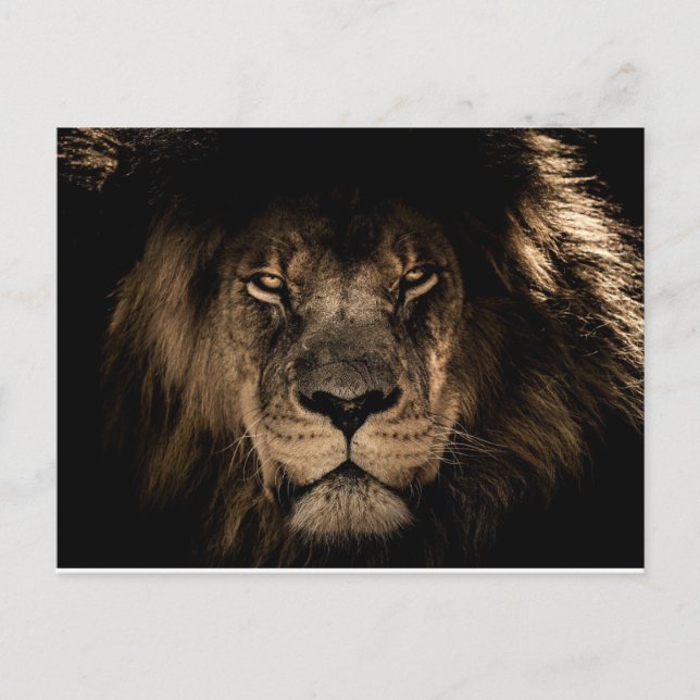 CARTES POSTALES AFRICAINES DE LION (Devant)