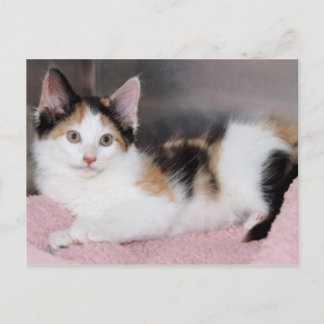 Cartes postales American Mediumhair Calico Kitten