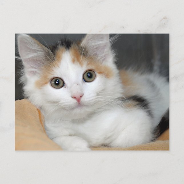 Cartes postales American Mediumhair Calico Kitten (Devant)