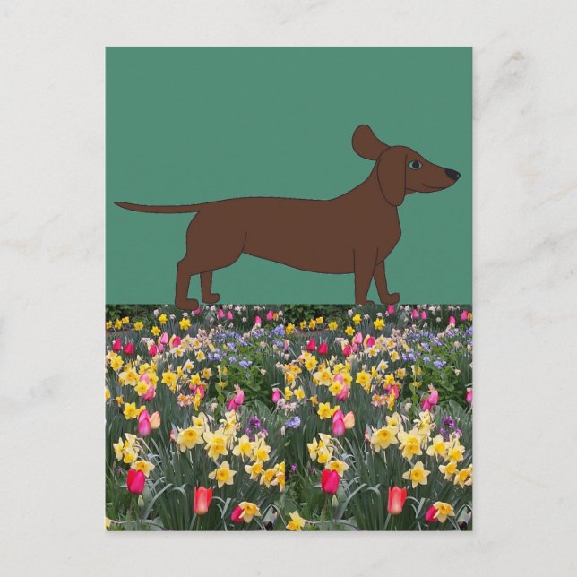 Cartes postales amusantes avec Dachshund et Flower (Devant)
