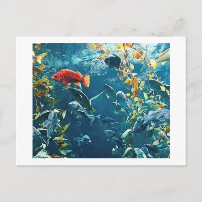 Cartes postales Aquarium (Devant)