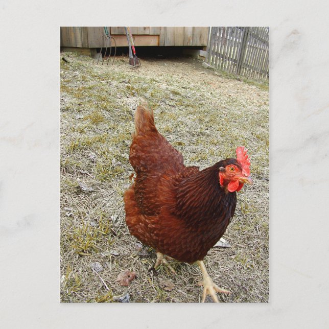 Cartes postales au poulet (Devant)
