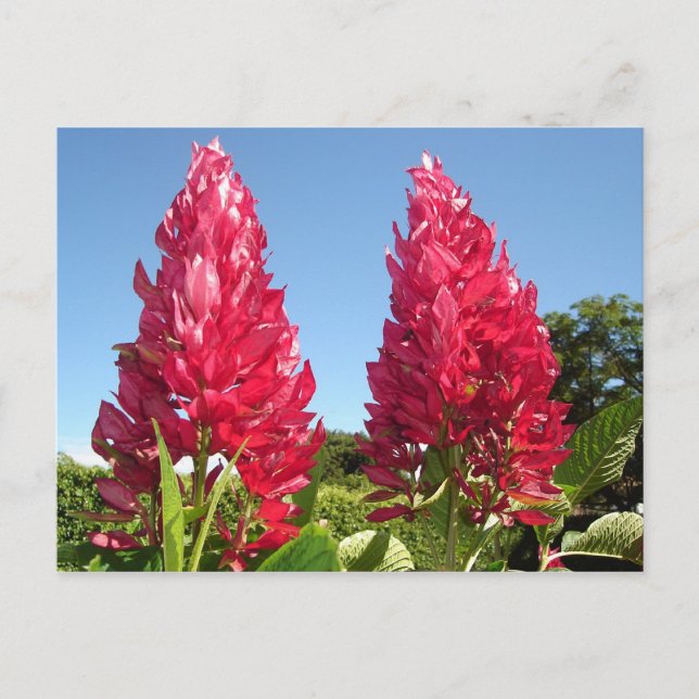 Cartes postales aux fleurs de flamme (Devant)