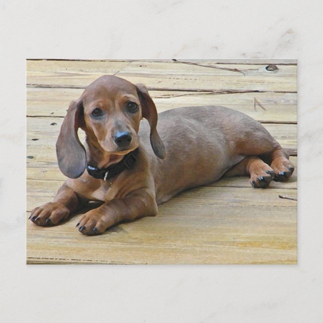 Cartes postales AX - Cute Dachshund (Devant)