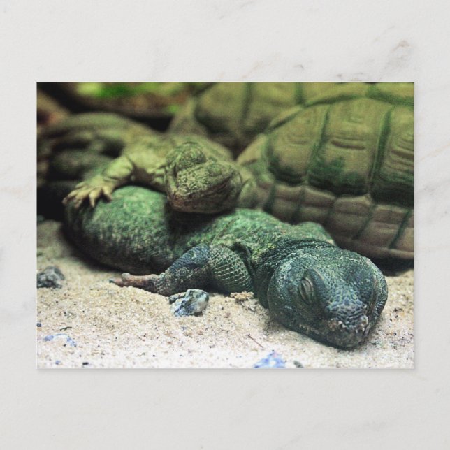 Cartes postales Bed Buddies (Devant)