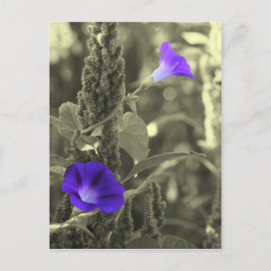 Cartes postales Black White Flower