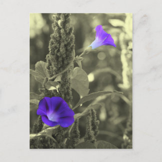 Cartes postales Black White Flower
