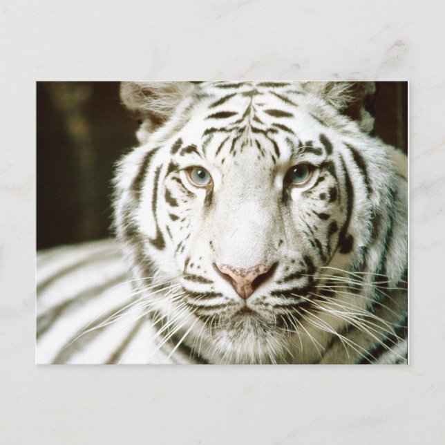 Cartes postales blanches en tigre (Devant)