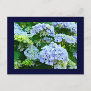 Cartes postales bleues Jardins Floraux Hortensias
