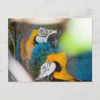 Cartes postales Blue Macaws