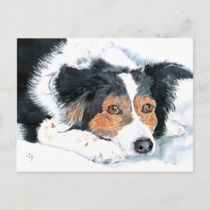 Cartes postales Border Collie Mattie