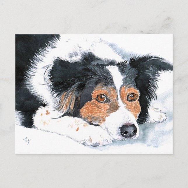 Cartes postales Border Collie Mattie (Devant)