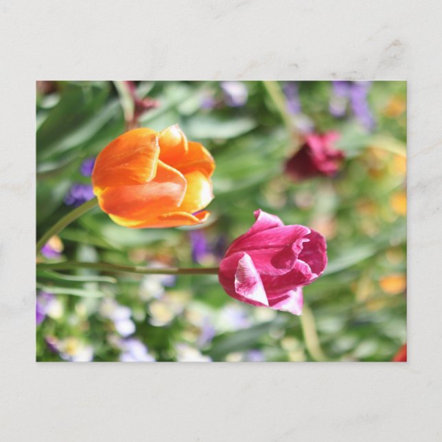 Cartes postales botaniques de tulipes colorées (Devant)