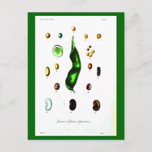 Cartes Postales-Botaniques-Haricots