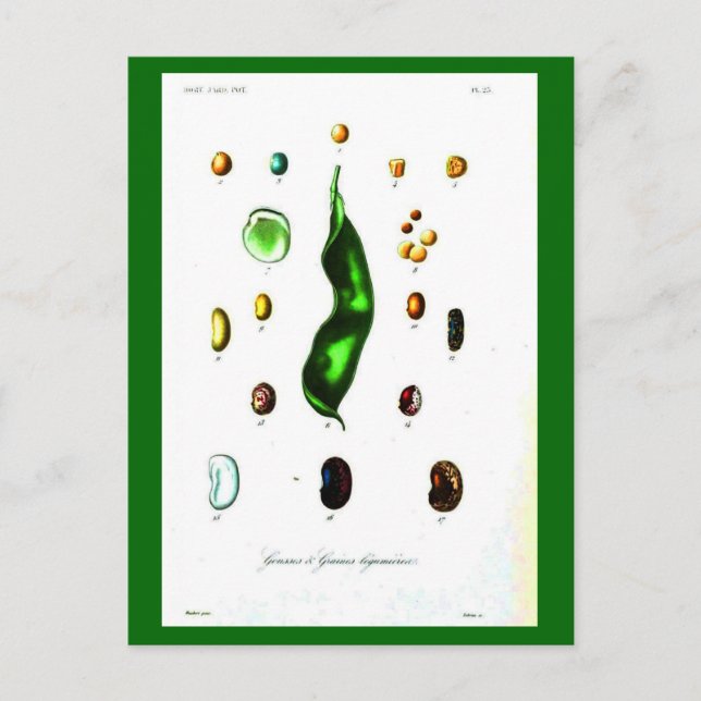Cartes Postales-Botaniques-Haricots (Devant)