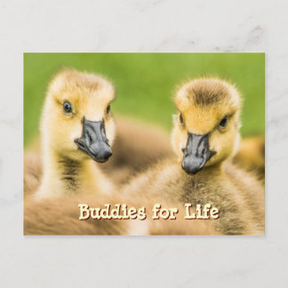 Cartes postales Buddies for Life