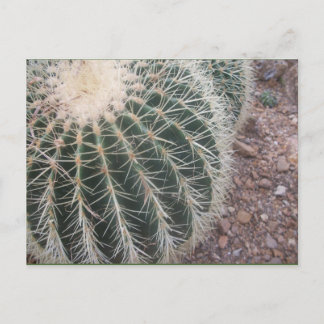 Cartes postales Cactus