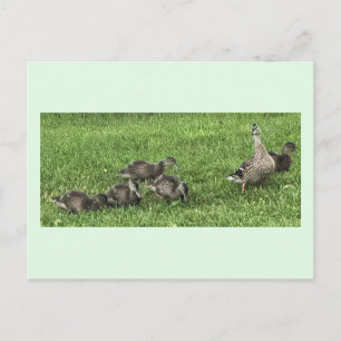 Cartes postales Canards sur l'herbe