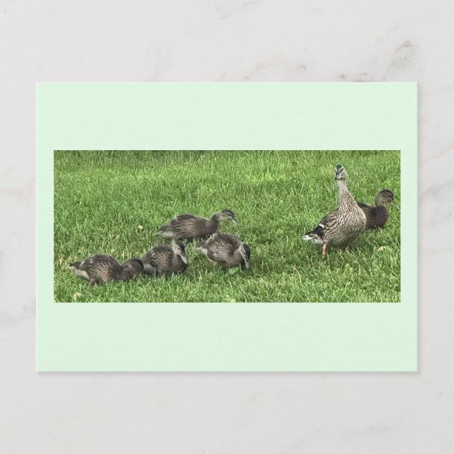 Cartes postales Canards sur l'herbe (Devant)