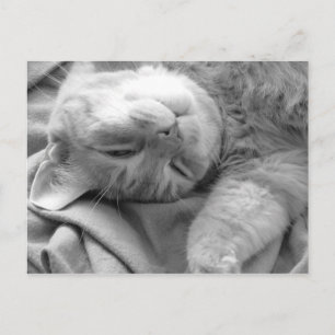 Cartes postales Cat Nap