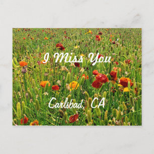 Cartes postales: Champs de fleurs, Carlsbad, CA