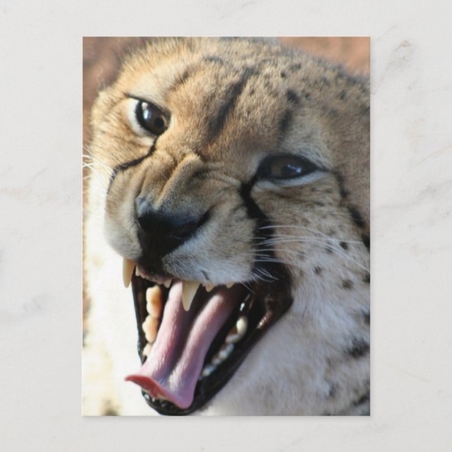 Cartes postales Cheetah Snarl (Devant)
