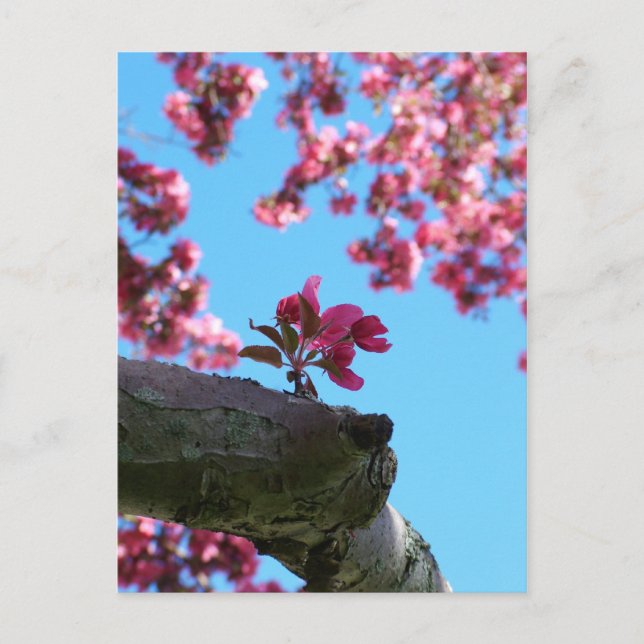 Cartes postales Cherry Blossom Sprig (Devant)