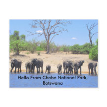 Cartes postales Chobe Elephant