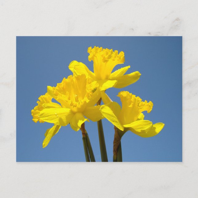 Cartes postales ciel bleu fleur jonquille florale (Devant)