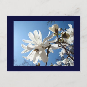 Cartes postales Ciel Bleu Fleurs de Magnolia Blanc