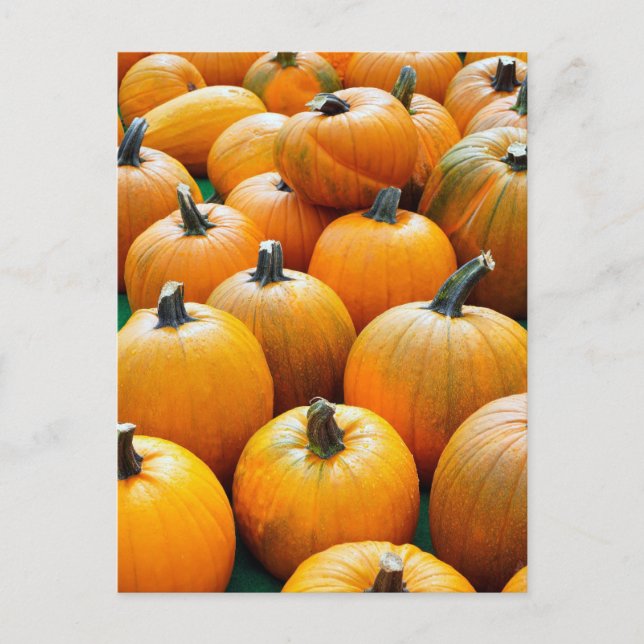 CARTES POSTALES CITROUILLES AUTOMNE (Devant)