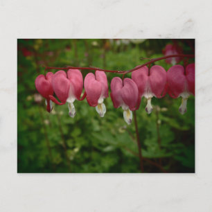 Cartes postales Cœurs saignants rose floral
