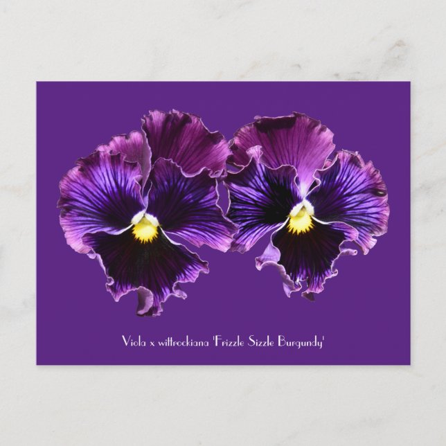 Cartes postales Collectives Fancy Purple Pansies (Devant)