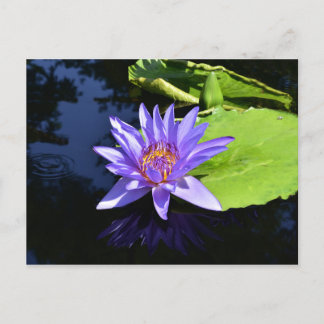Cartes postales collectives Nénuphars violets