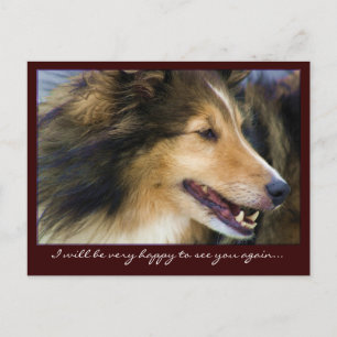 Cartes postales Collie personnalisables