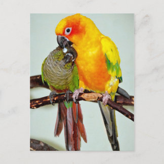 Cartes postales colorées pour les oiseaux de refug