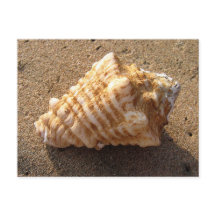 Cartes postales Conch Seashell Sand Beach