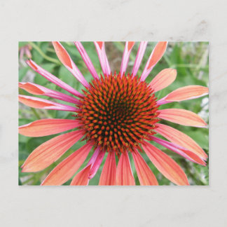 Cartes postales Coneflower/Rudbeckia Flower