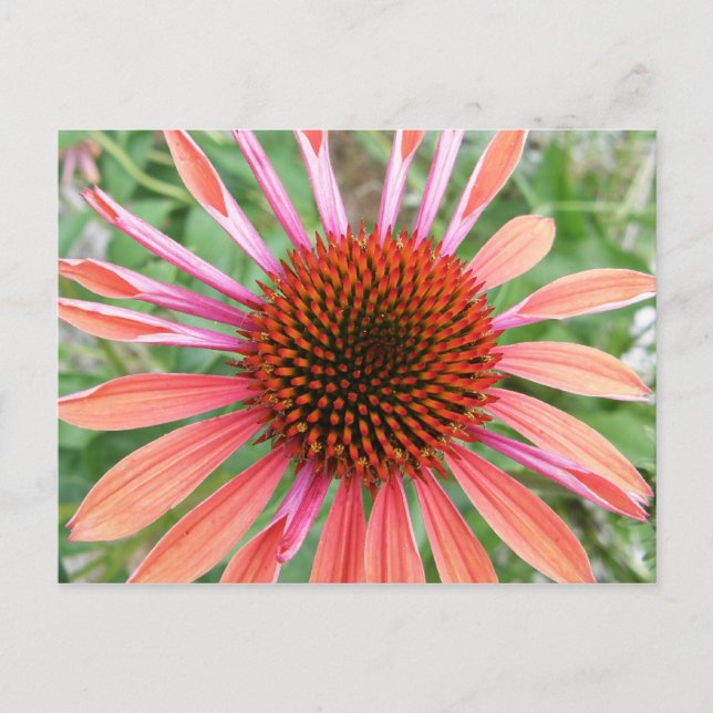 Cartes postales Coneflower/Rudbeckia Flower (Devant)