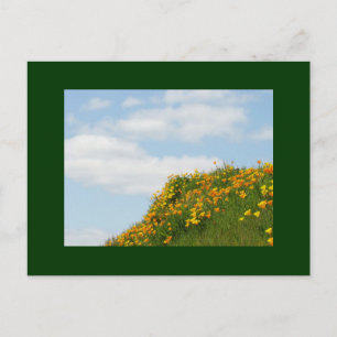 Cartes postales Coquelicots Prairie Verte Ciel Ble
