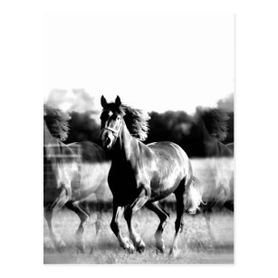 Cartes De Vœux Chevaux Sauvages Zazzle Fr