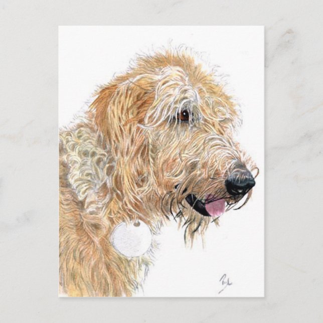Cartes postales Cream Labradoodle (Devant)