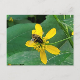 Cartes postales d'abeille bourdon personnalisée su
