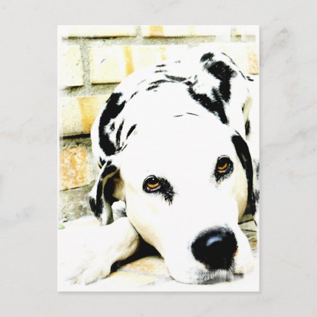 Cartes postales Dalmatiennes couchées (Devant)