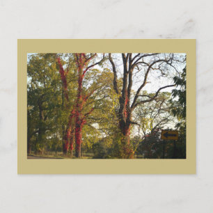 Cartes postales d'arbres avec du lierre rouge