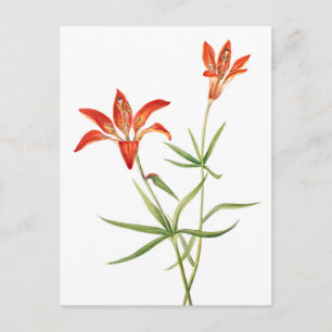 Cartes postales d'art botanique vintage - Fleurs d