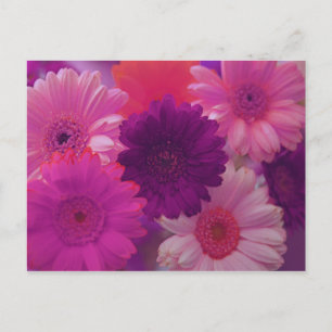 Cartes postales d'art photo rose Gerbera Daisy