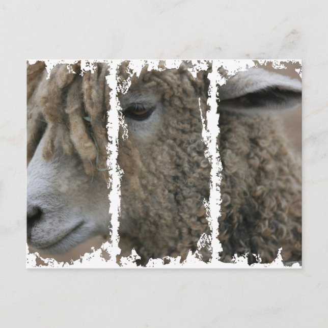 Cartes postales de 3 grandes tailles (Devant)