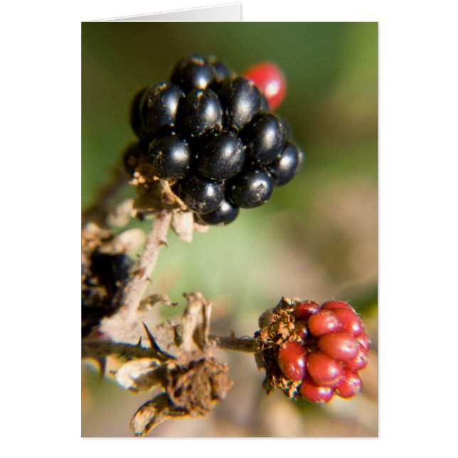 Cartes postales de baies d'automne (Devant)